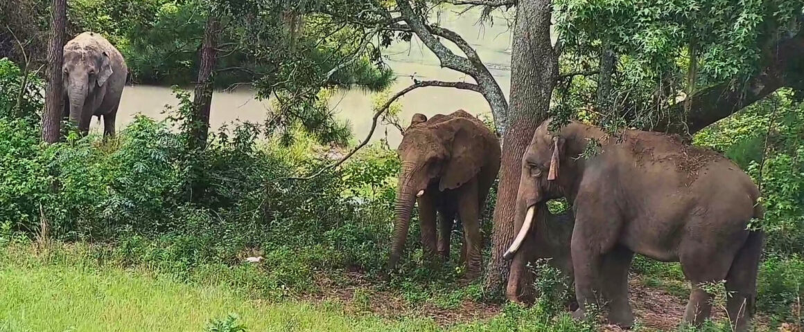 Three elephants standing in a forest clearing near a river, surrounded by trees and lush greenery.