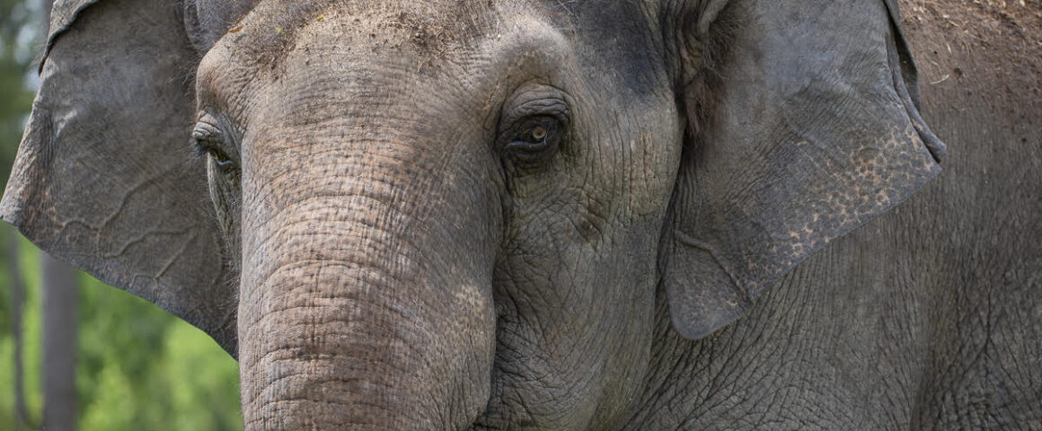 Close-up portrait of an elephant’s face showing textured gray skin, large ears, and gentle eyes against a soft outdoor background.