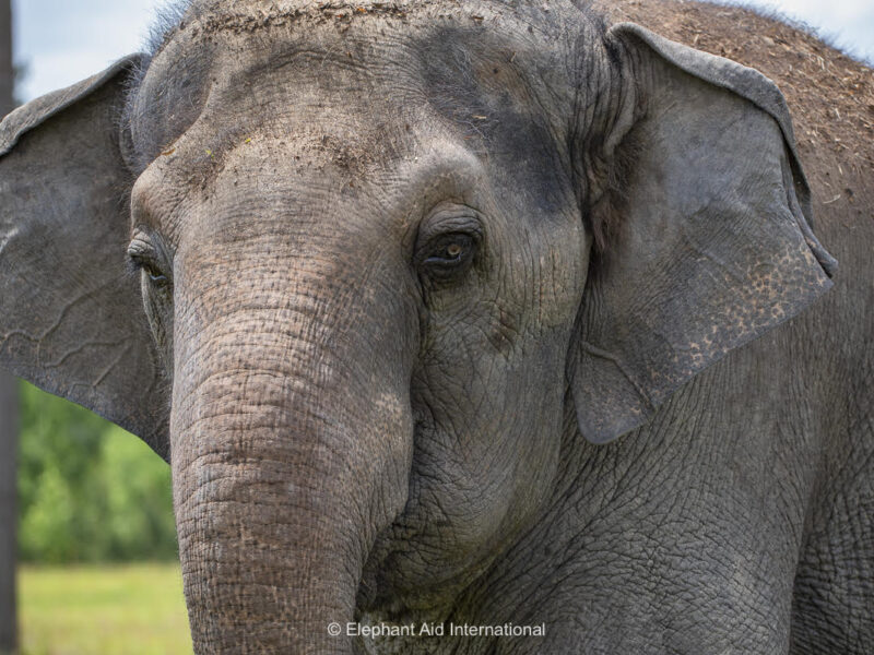 Close-up portrait of an elephant’s face showing textured gray skin, large ears, and gentle eyes against a soft outdoor background.