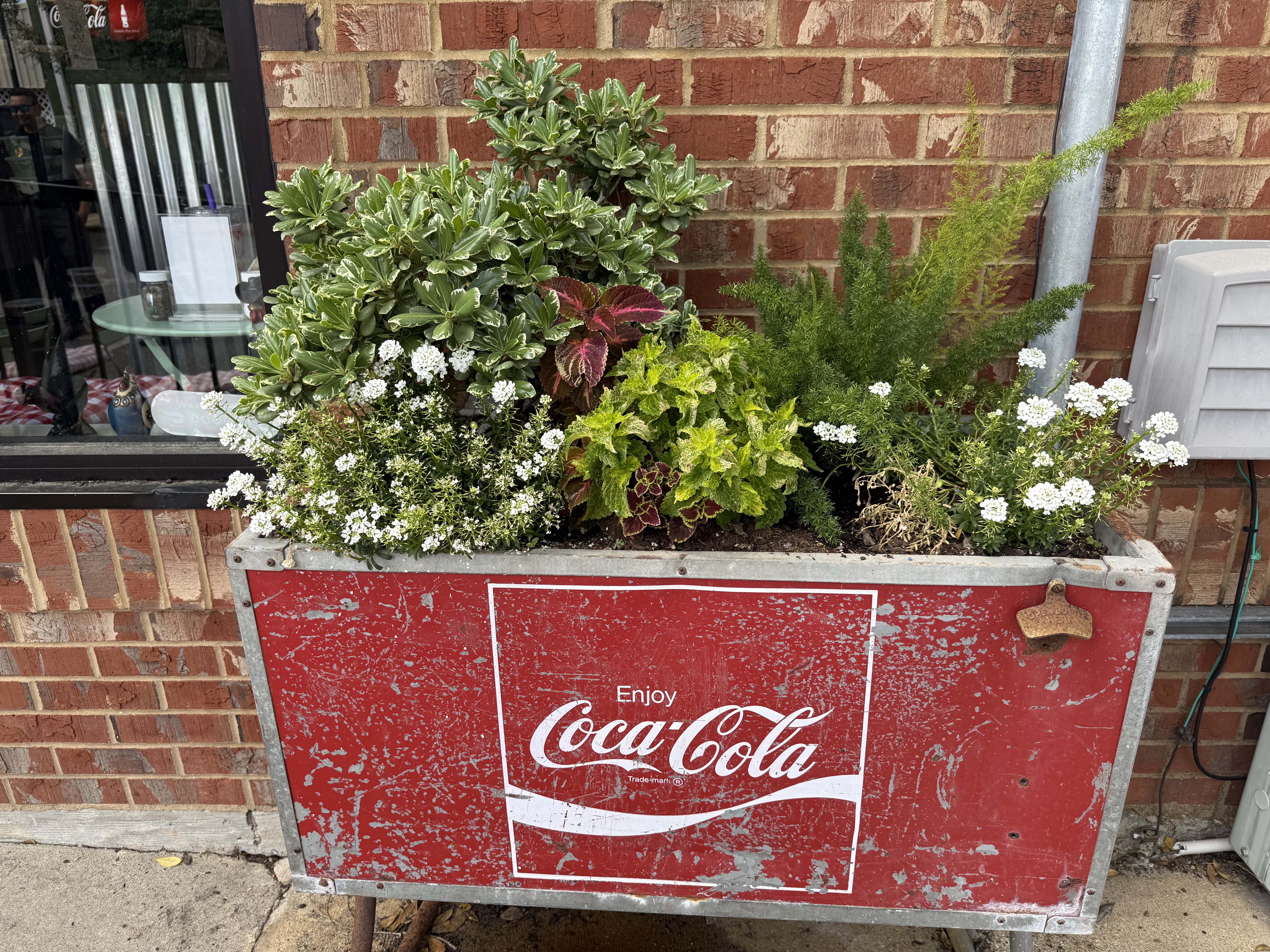 A weathered red Coca-Cola cooler repurposed as a planter filled with green plants and white flowers outside a brick building, part of the Havana Garden Club Commercial Yard of the Month.