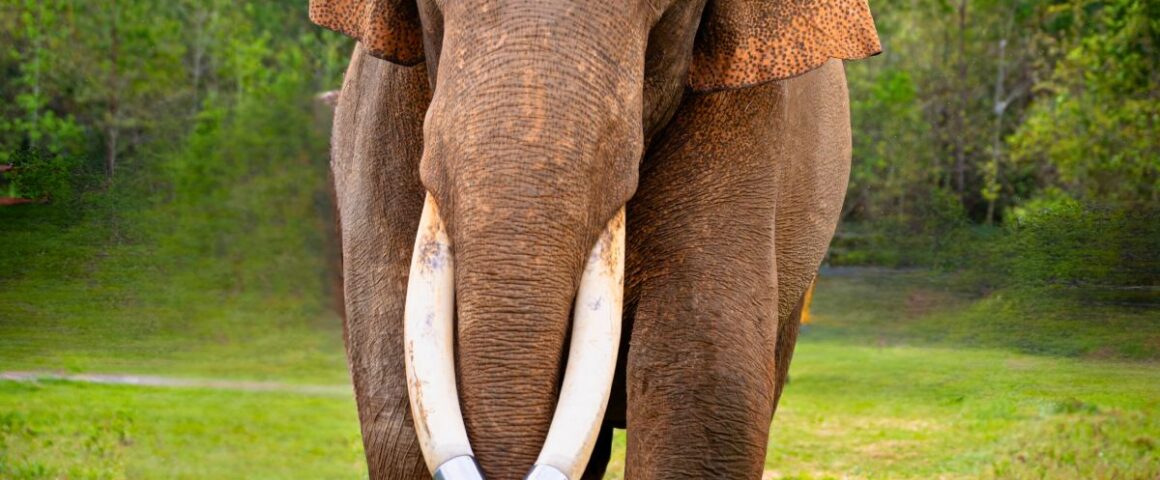 A large Asian elephant with long curved tusks fitted with metal tips walking forward on a grassy field with trees in the background.