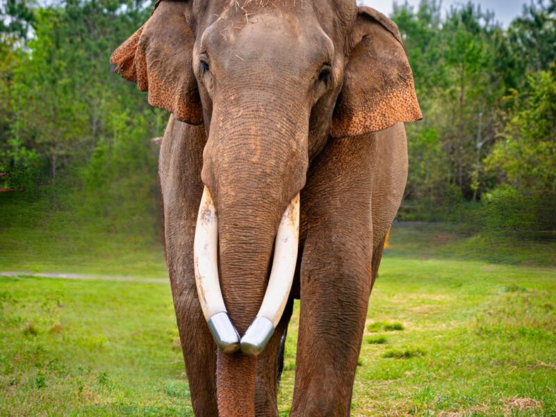A large Asian elephant with long curved tusks fitted with metal tips walking forward on a grassy field with trees in the background.
